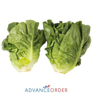 Little Gem Lettuce (Twin Pack) 1x5