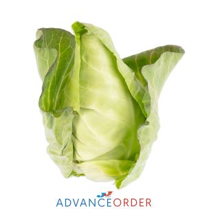 Heart Cabbage 1x12-14