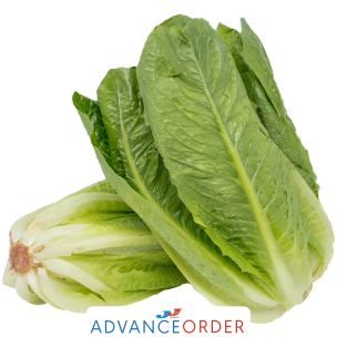 Cos (Romaine) Lettuce-1x(10-12)