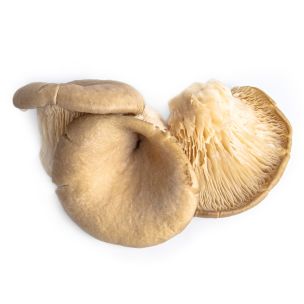 Oyster Mushrooms 1x1.5kg