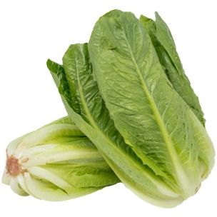 Cos (Romaine) Lettuce-1x(10-12)