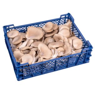 Oyster Mushrooms 1x1.5kg