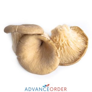 Oyster Mushrooms 1x1.5kg